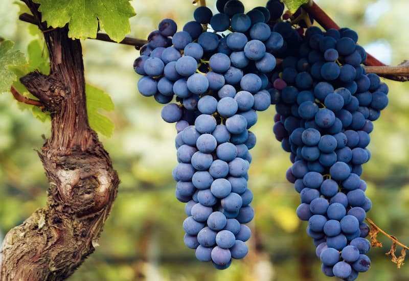 Nebbiolo (Taste, Best Wines, Prices 2021)